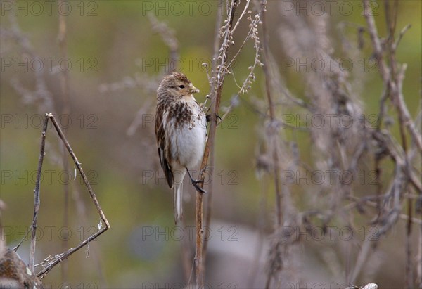 Twite