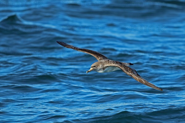 Cory's Shearwater