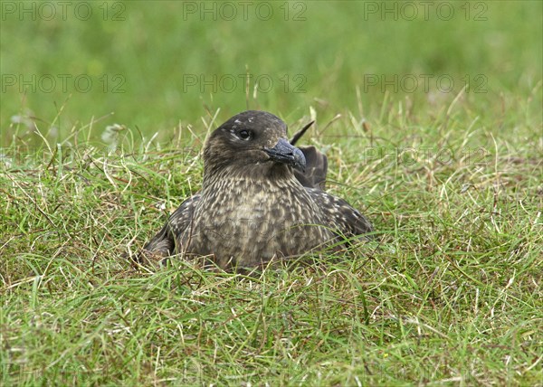 Great Skua