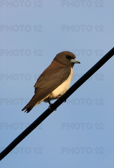 White-breasted Woodswallow