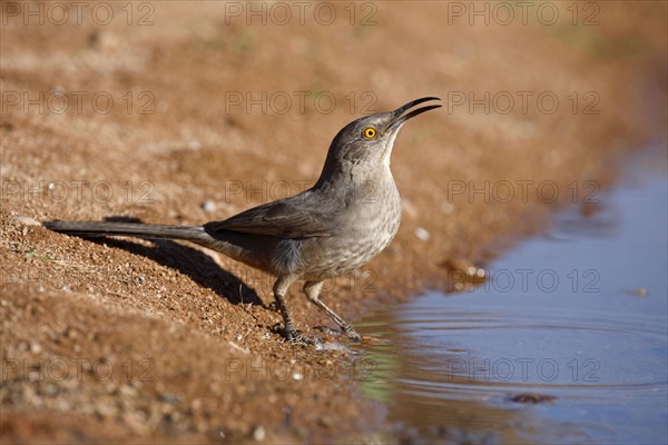 Curve-billed Thrasher
