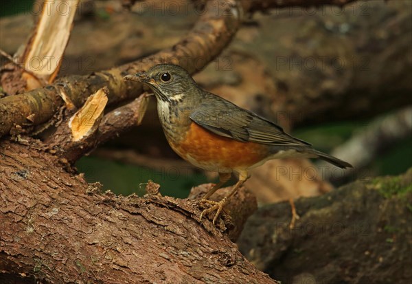 Black-breasted Thrush