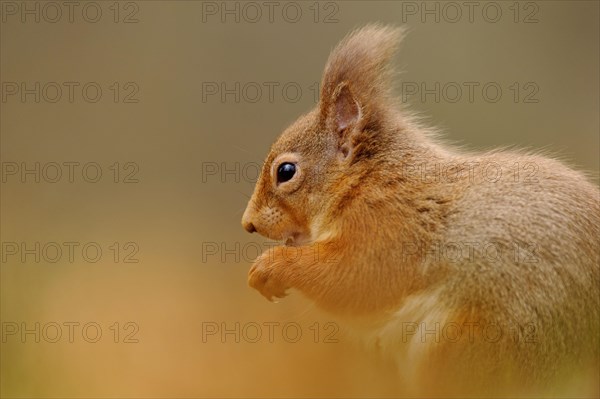 Adult Eurasian red eurasian red squirrel