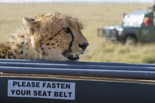 Acinonyx jubatus fearsoni