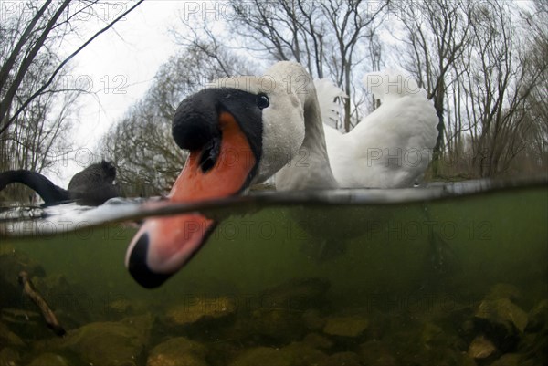 Mute Swan