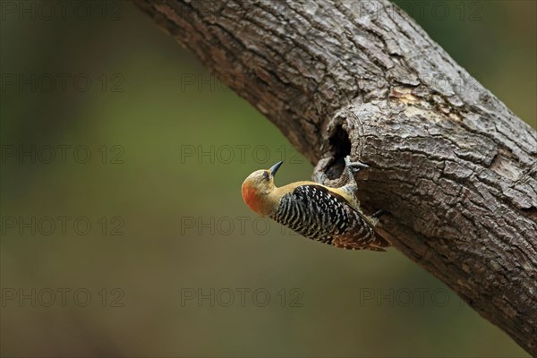 Red-crowned Woodpecker