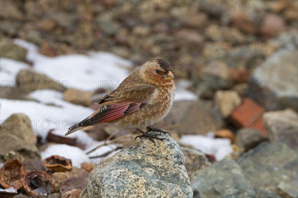 Crimson-winged Finch