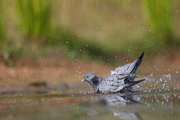 Stock Dove