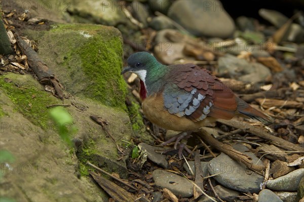 Mindanao Bleeding mindanao bleeding-heart