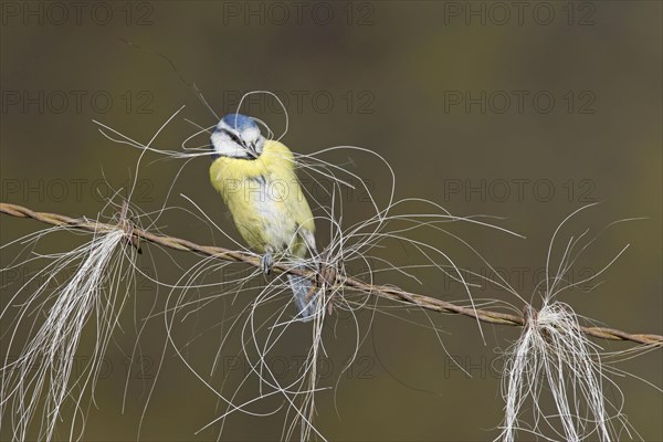 Blue Tit