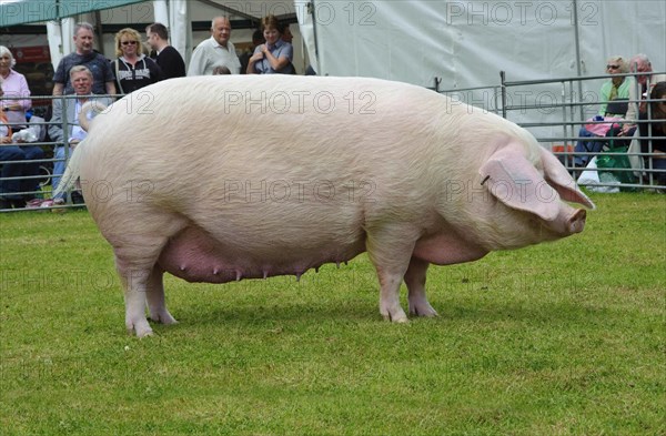 Domestic Pig