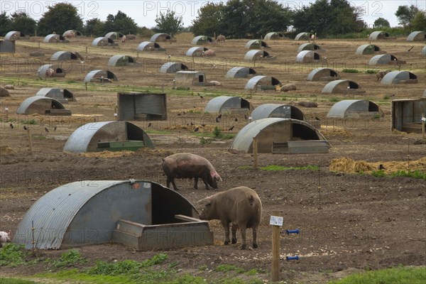 Free-range pigs Sows with piglets and bows