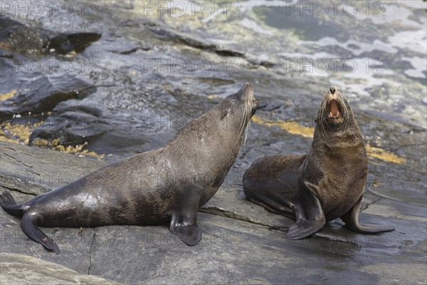 New Zealand fur seal