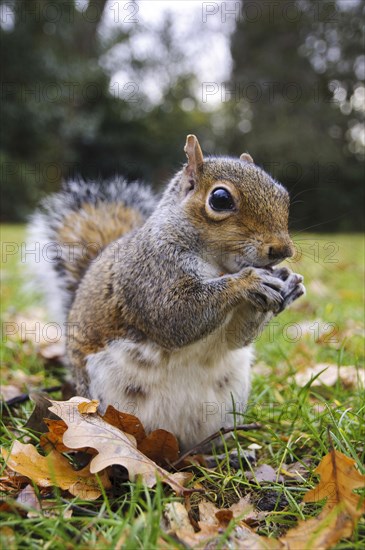 Eastern eastern gray squirrel