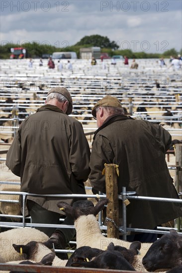 Sheep farming