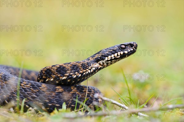 Adder