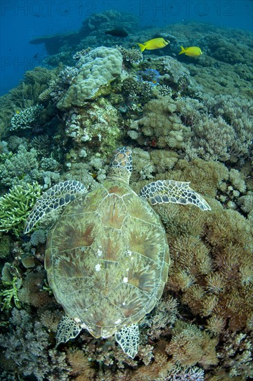 Green Turtle