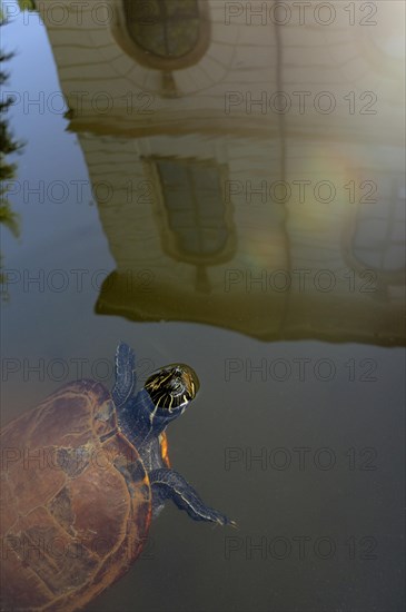 Yellow-bellied ornate turtle