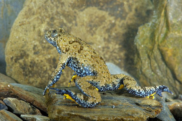 Apennine Yellow-bellied Toad