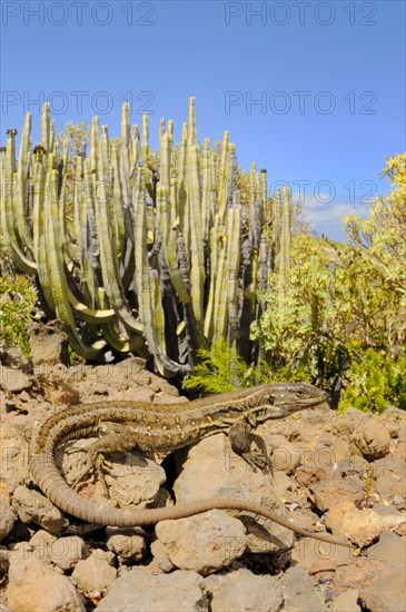 Western canaries lizard