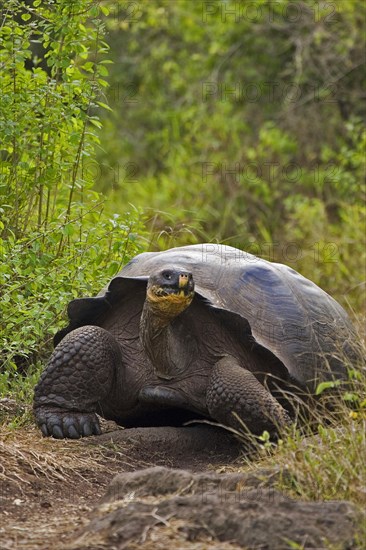 Testudo elephantopus porteri porteri porteri