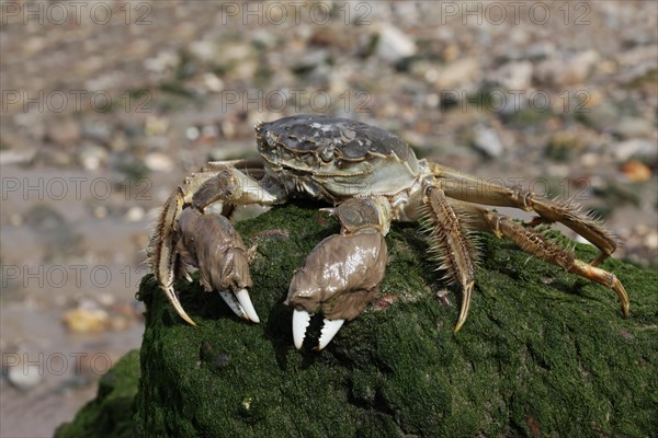 Chinese Mitten Crab