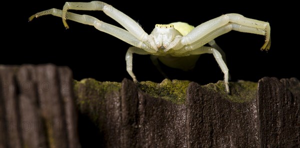 Goldenrod Crab Spider