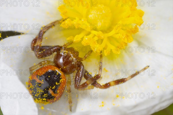 Napoleon Crab Spider