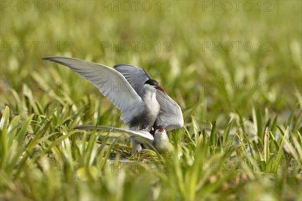 Whiskered Tern