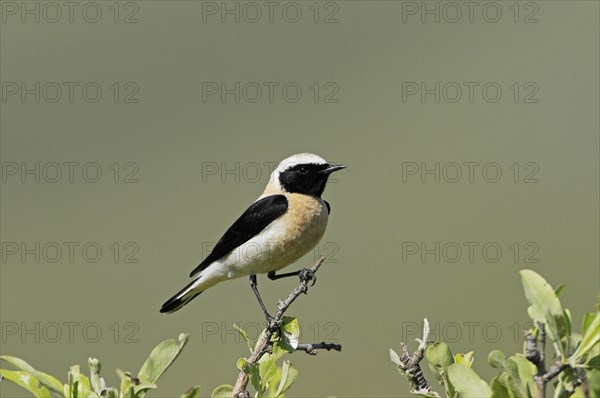 Eastern Black-eared Wheatear