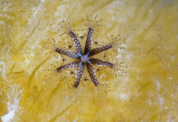 Stalked Jellyfish