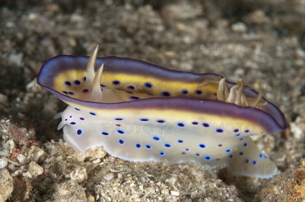 Kune's Chromodoris Seaslug