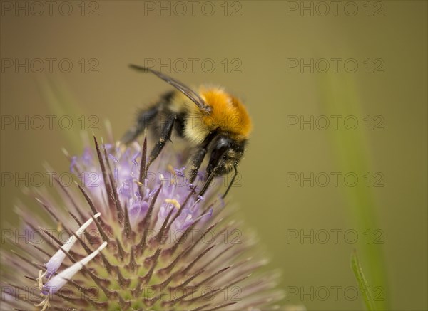 Bombus agrorum