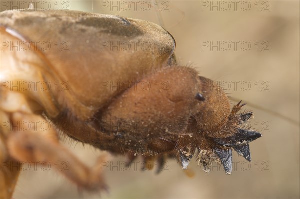 European Mole Cricket