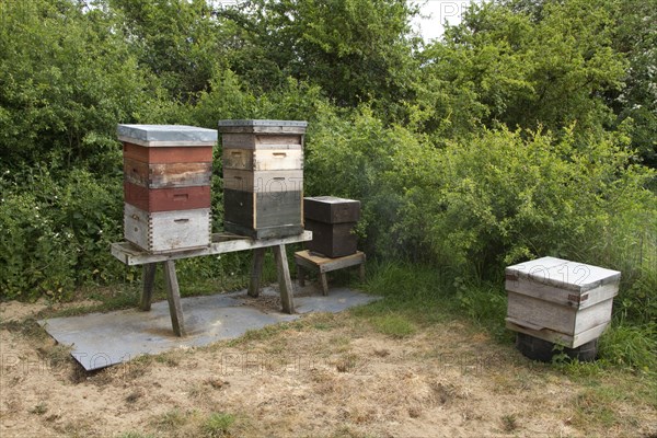 Western Honey bee hives showing the different sections with will contain honey and the larva of the bee colony. The biggest box is called the brood box and will contain a queen. There is a barrier is placed between the brood frames in the lower part of