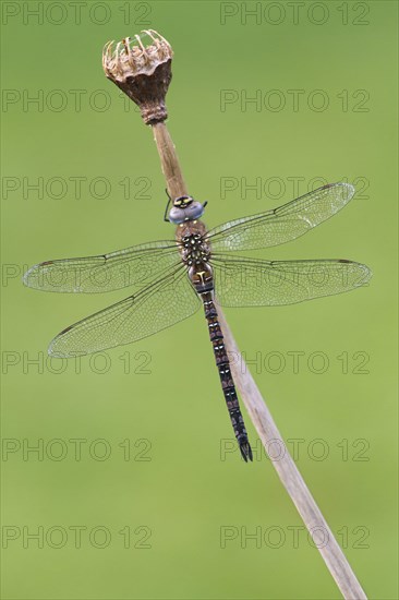 Migrant hawker