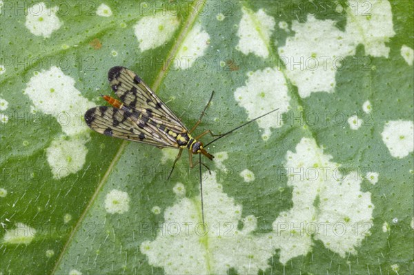 Common Scorpionfly