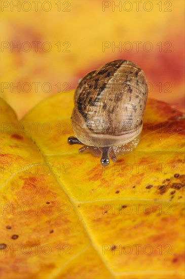 Garden Snail