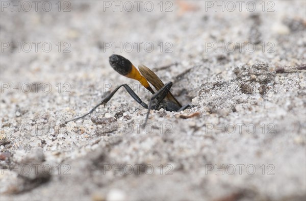 Three-phase sand wasp