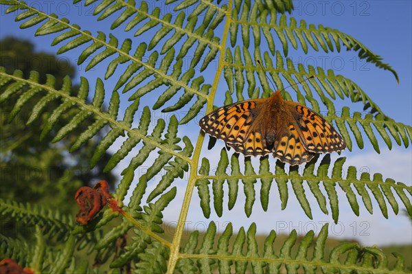 Dark green dark green fritillary