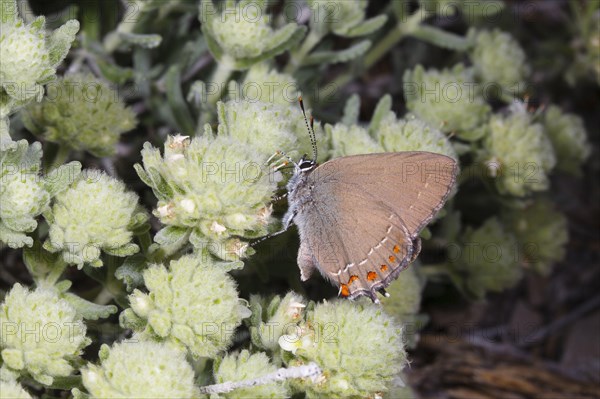 False Ilex Hairstreak