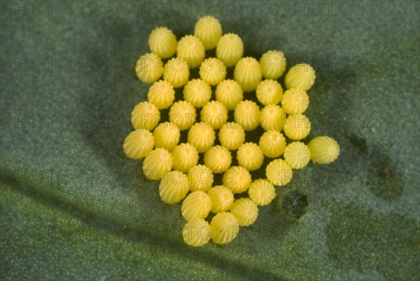 Eggs of the cabbage or large white