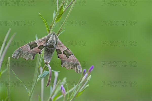 Lime Hawkmoth