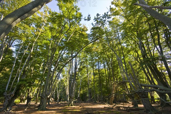 Beech trees with pollarded beech in Epping Forest