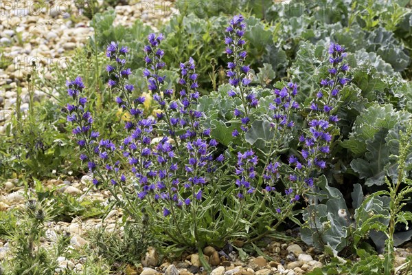 Viper's bugloss