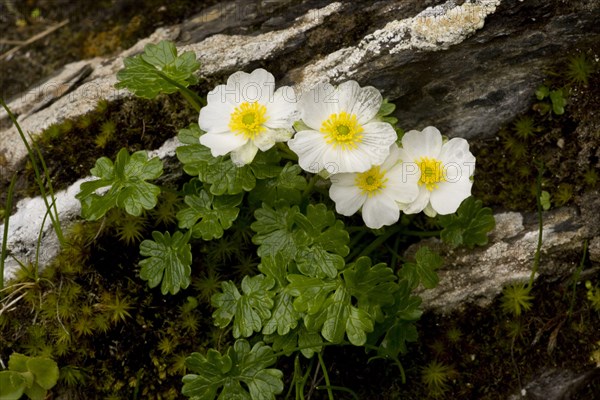 Flowering alpine buttercup