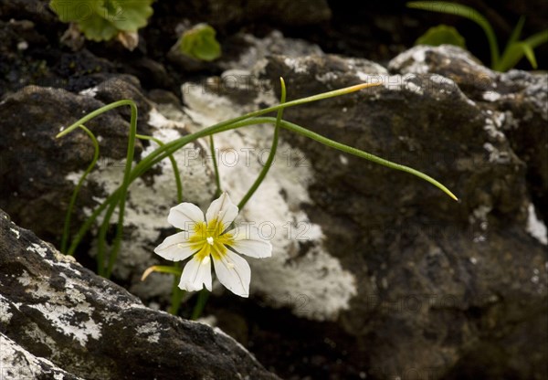 Gagea serotina