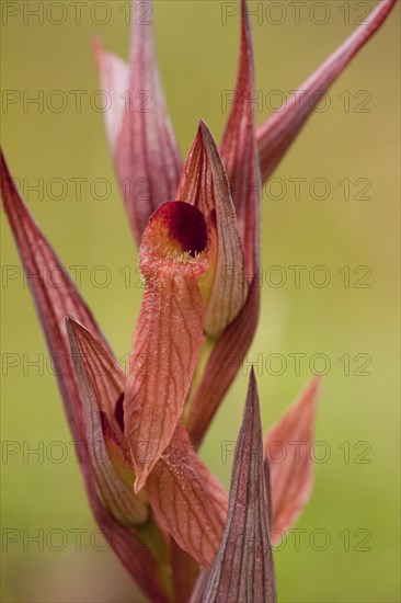 Long-lipped Tongue Orchid