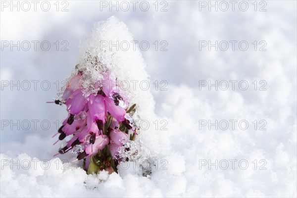 Cultivated winter heather