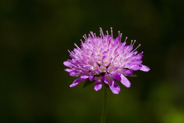 Wood cabbage